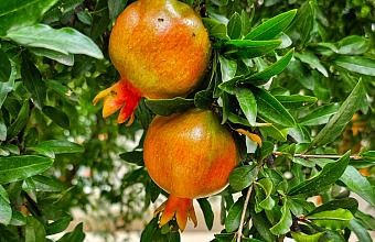 Dagestan increases vegetable and potato production in 2024