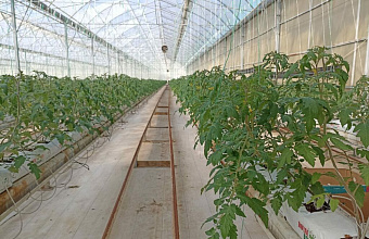 Dagestan receives large batch of tomato seedlings from Volgograd