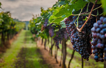Wine production increases by 36% in Dagestan in first half of 2024