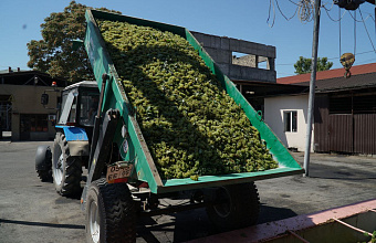 Two farms in Dagestan to build storage facilities for harvested grapes