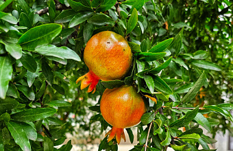 Fruit and berry production in Dagestan doubles in 15 years
