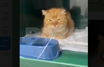 Cat has been living on its owner's grave for 7 years in Dagestan