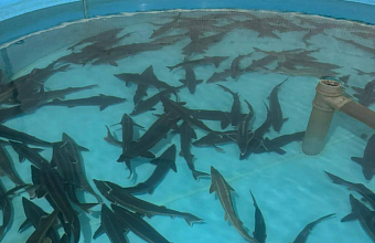 Fish feed production plant to be launched in Dagestan by mid-2025