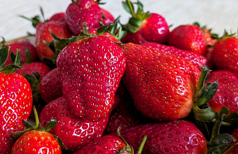 Record-breaking strawberry harvest expected in Dagestan