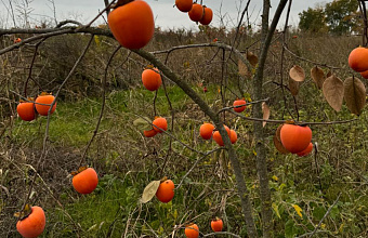 6,000 tons of persimmons to be harvested in Dagestan