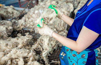Dagestan defends wool cluster project at federal level