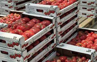 Pink tomatoes become increasingly popular in Dagestan