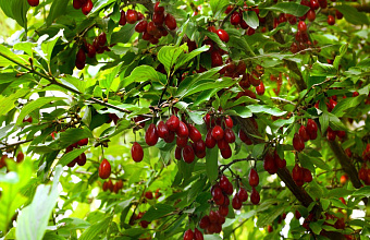 Dagestan starts harvesting region's first dogwood crop