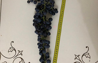 Dagestan Revives Unique Grape Variety