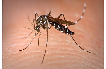 Sadaget Gadzhieva: "The appearance of Asian tiger mosquito Aedes albopictus on the territory of Dagestan is of serious concern"