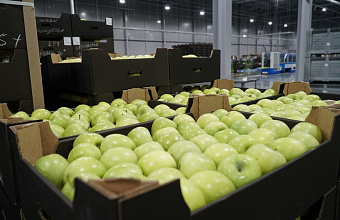Dagestani Agribusiness Ships First Export Batch of Apples to Belarus