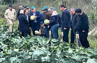 18 unique cabbage hybrids successfully planted in Dagestan 