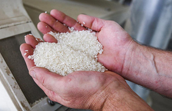 Dagestan intends to resume rice exports