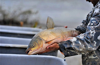 Dagestan plans to increase fish production by 10% in 2024