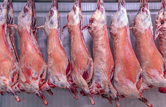 Turkish companies get interest in Dagestani mutton, wool and timber