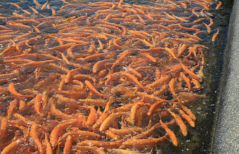 Trout production in Dagestan may grow by 45% in 2024