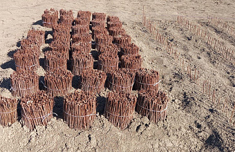 Production of Fruit Seedlings in Dagestan Shows Significant Growth