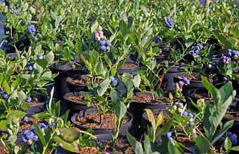 Investor from Nizhny Novgorod region launches first project of industrial cultivation of blueberries in