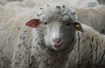 Dagestan to host exhibition of pedigree sheep and goats