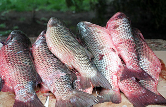 Decrease in level of Caspian Sea may affect volume of fish caught