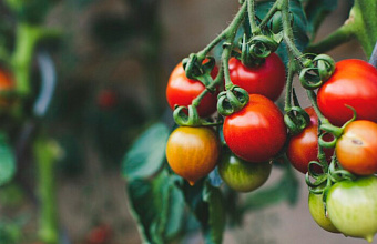 Pepino mosaic virus hits crops in Dagestan