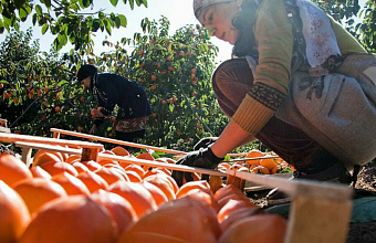 Dagestan Aims to Harvest Over 6,000 Tons of Persimmons This Year