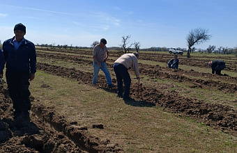 Forest planted on 103 hectares in Nogai district of Dagestan