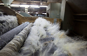 RUB 100 million rubles to be spent on subsidizing purchase of equipment for wool processing enterprises