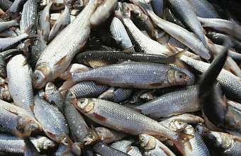 Dagestan triples fish processing in first month of 2025