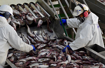 Fish processing industry showcases 18x growth in Dagestan