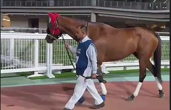 Dagestani thoroughbred wins prize at elite tournament in Dubai