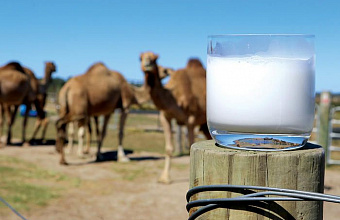 Camel milk produced in Dagestan tested for GOST compliance
