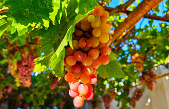 Dagestan increases wine production by 40%