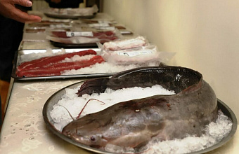 Innovative products from African clary catfish presented in Dagestan
