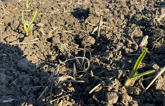 Dagestan becomes Russia's leading garlic producer