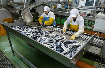 Four fish processing plants to be put into operation in Dagestan this year