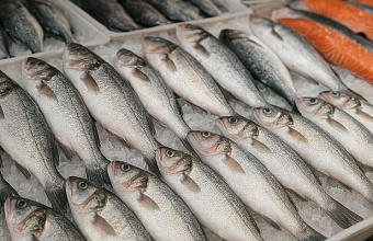 Fish processing in Dagestan increases by 14% in 2025