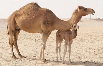 Tourist route linking camel breeding farms to be created in Dagestan