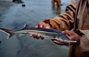 Caspian sturgeon on verge of extinction