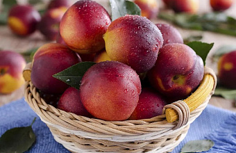 Azerbaijan and Dagestan launch joint venture on growing nectarines